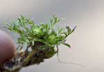 Field burweed